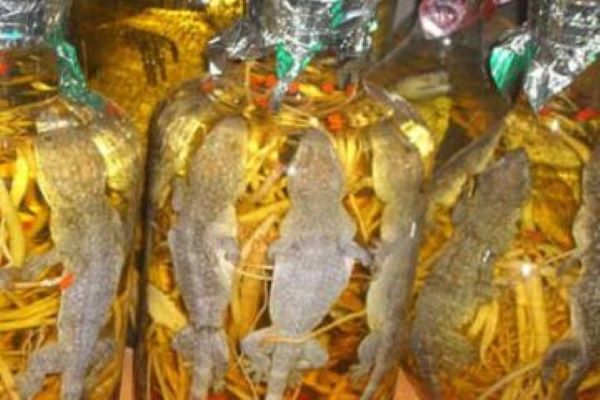 Cách ngâm rượu tắc kè