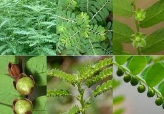 Cách nhận biết cây Diệp hạ châu