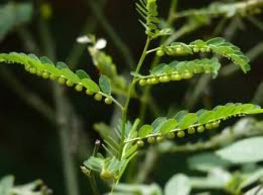 Cách sử dụng cây Diệp hạ châu trị sỏi tiết niệu