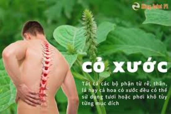 Cách sử dụng cây cỏ xước trị đau xương khớp