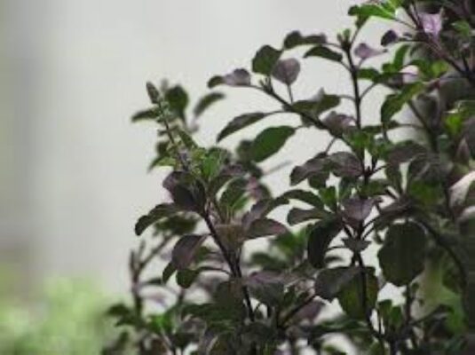 Cách sử dụng hương nhu làm giảm đau khớp