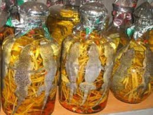 Cách sử dụng rượu tắc kè để tăng cường sinh lực nam giới