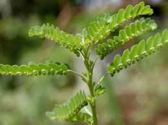 Lợi ích sức khỏe của cây Hạ Diệp Châu