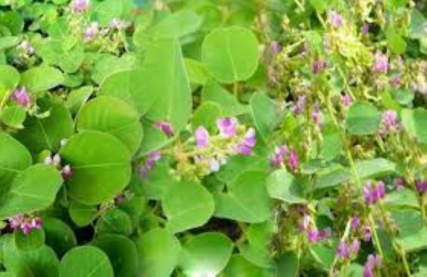 Cây Kim tiền thảo mọc ở đâu?