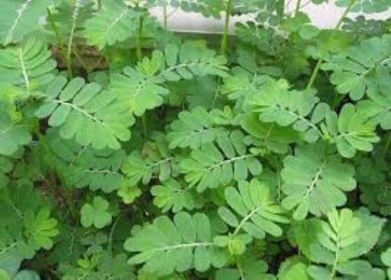 Cây chó đẻ răng cưa trị gout như thế nào?
