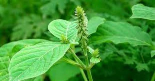 Cách sử dụng cây cỏ xước trị đau xương khớp