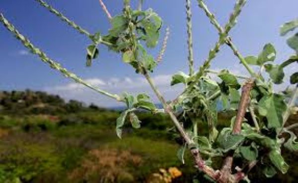 Cây cỏ xước trị bệnh xương khớp như thế nào?