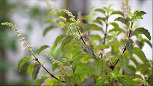 Cây hương nhu tía có lợi ích gì với sức khỏe