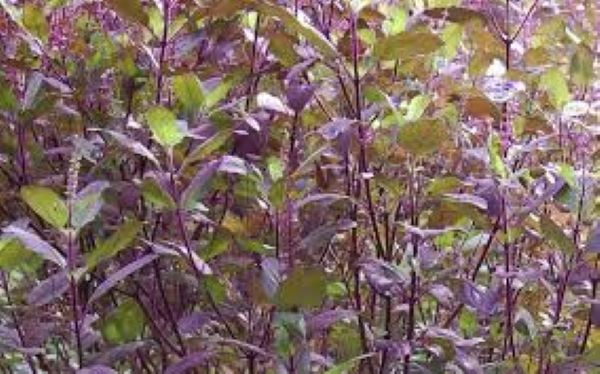 Cây hương nhu tía có tác dụng gì?