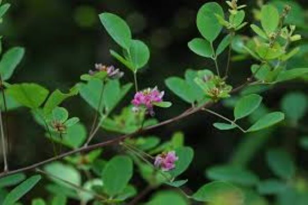 Tổng hợp các bài thuốc từ cây Kim tiền thảo