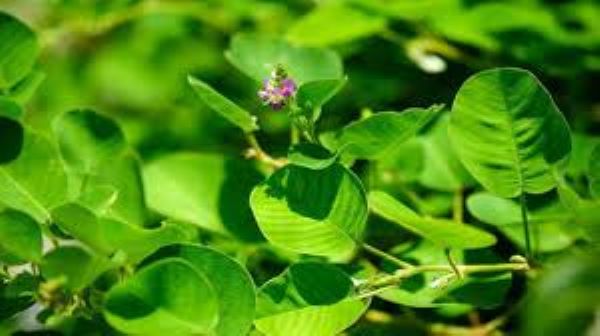 Cây Kim tiền thảo chữa bệnh gì?