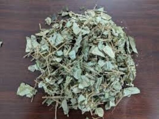 Có nên sử dụng Kim tiền thảo thường xuyên không?