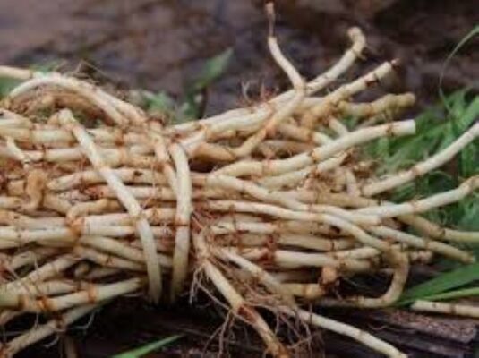 Có nên uống rễ cỏ tranh thường xuyên không?