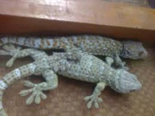 Công dụng của rượu tắc kè