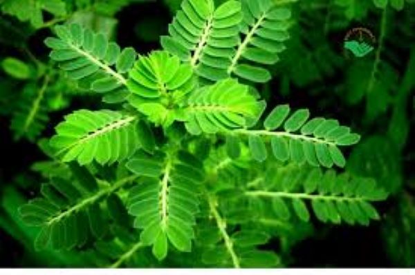 Lợi ích sức khỏe của cây Hạ Diệp Châu