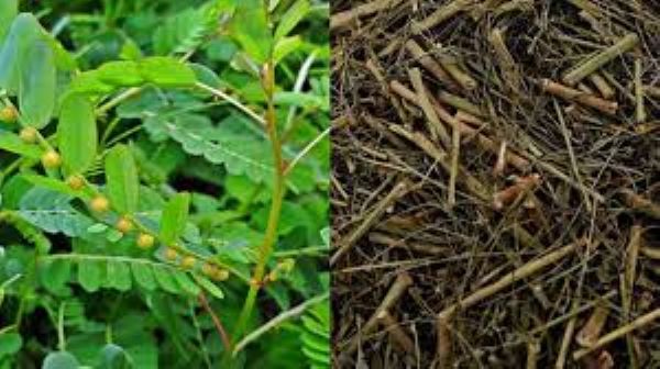Lợi ích sức khỏe của cây Hạ Diệp Châu