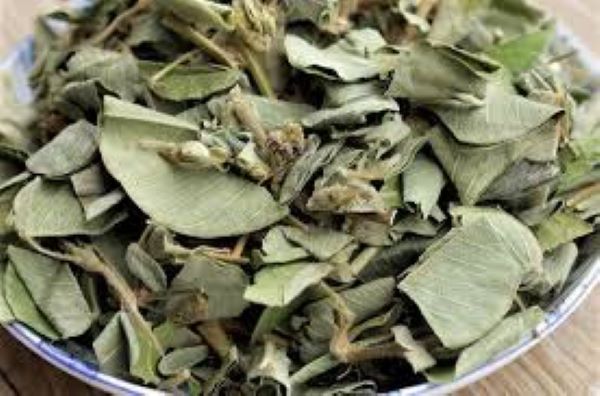 Tổng hợp các bài thuốc từ cây Kim tiền thảo