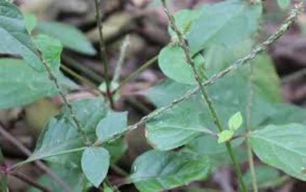 Lưu ý khi sử dụng cây cỏ xước trị bệnh