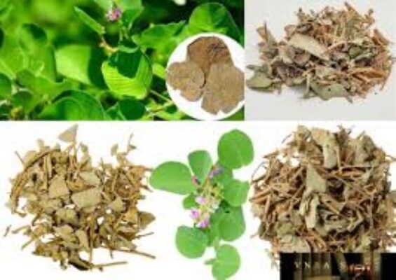 Nên sử dụng Kim tiền thảo khô hay tươi?