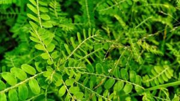 Nhận biết cây chó đẻ răng cưa