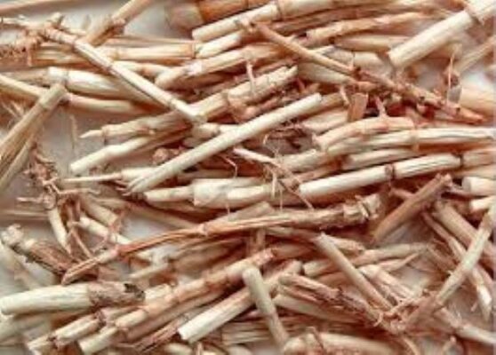 Những đối tượng nên uống nước rễ cỏ tranh