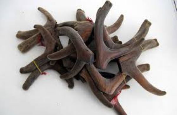 Rượu nhung hươu có tác dụng gì?