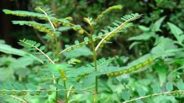 Những người nên sử dụng cây Diệp hạ châu