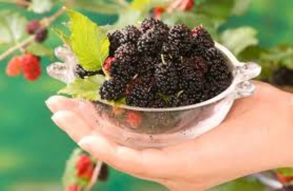 Quả dầu tằm có công dụng gì?