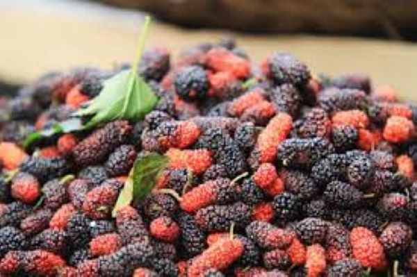 Quả dâu tằm ngâm đường có tác dụng gì?