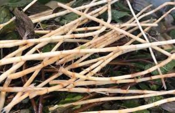 Tác dụng thanh nhiệt của rễ cỏ tranh