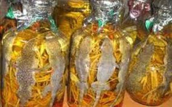 Tác dụng của rượu tắc kè