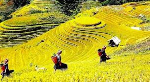 Sapa đi mùa nào đẹp