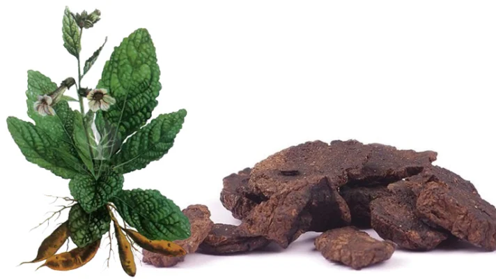 Chữa bệnh bằng cây sinh địa