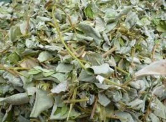 Tác dụng của Kim tiền thảo khô