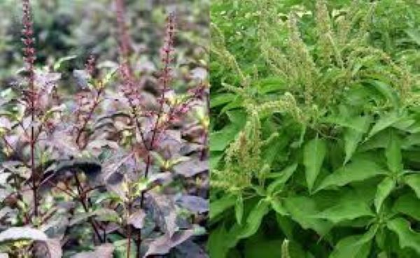 Tác dụng của cây hương nhu tía