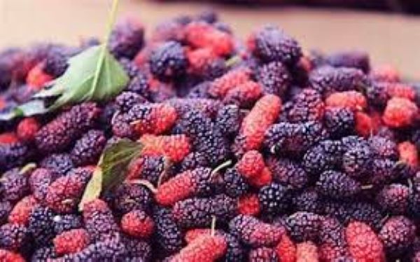 Tác dụng của quả dâu tằm