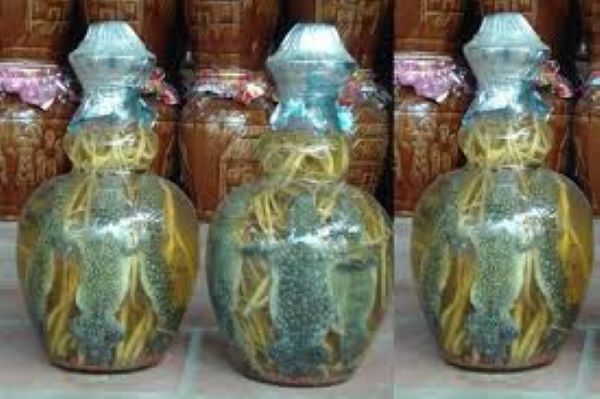 Công dụng của rượu tắc kè