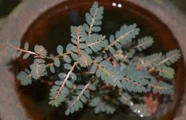 Tác dụng trị bệnh của cây chó đẻ răng cưa