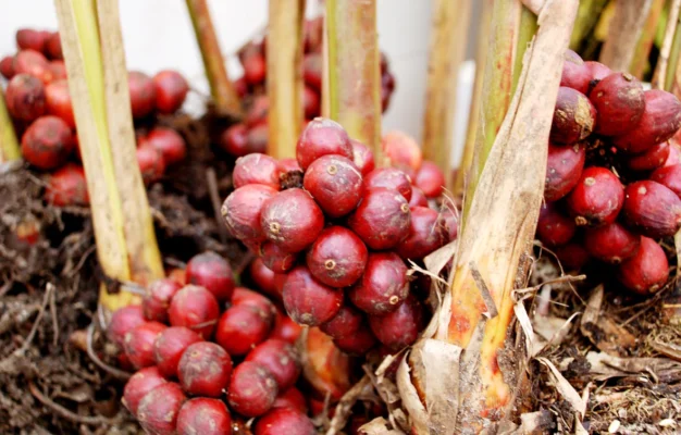 Vị thuốc giải độc, tiêu thực từ thảo quả