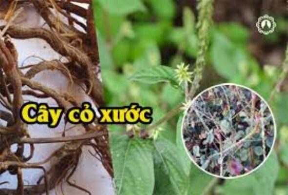 Cây cỏ xước trị bệnh xương khớp như thế nào?