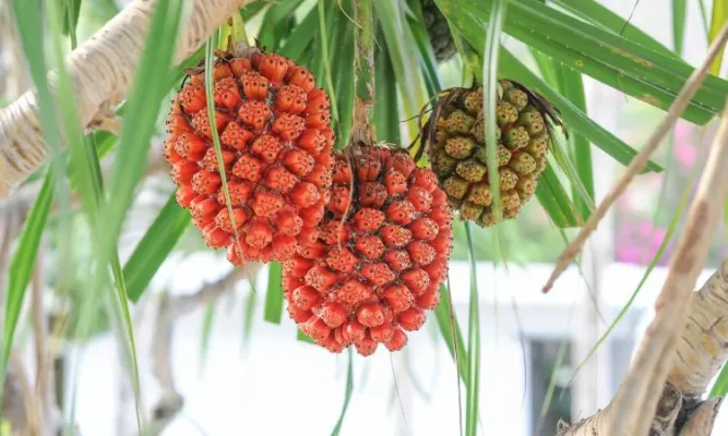 Bài thuốc dân gian trị bí tiểu, sỏi thận từ dứa dại