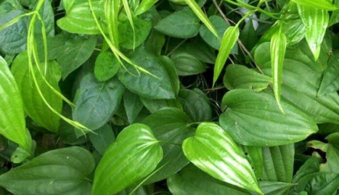 Cây bách bộ chữa bệnh gì