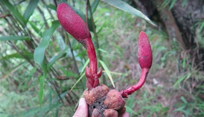 Bài thuốc bổ thận tráng dương từ nấm ngọc cẩu