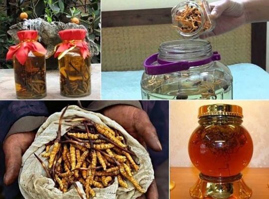 thảo dược ngâm rượu