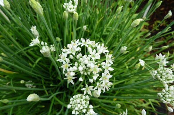 Cây lá hẹ trị bệnh gì