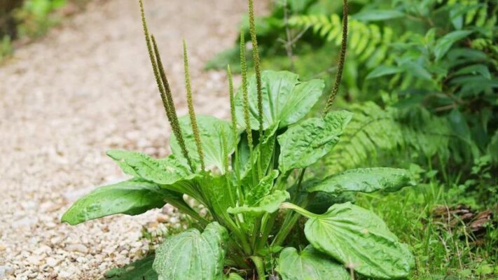 Những lưu ý khi sử dụng cây mã đề