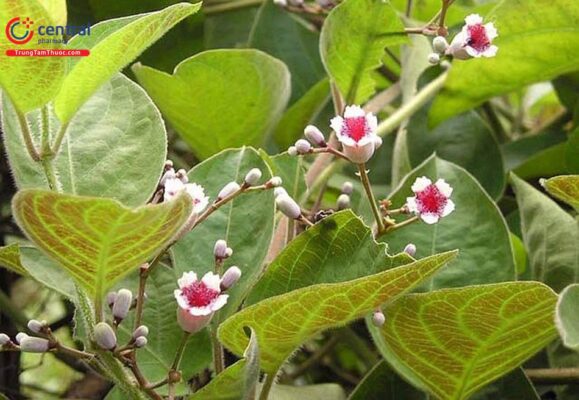 Công dụng của mơ lông