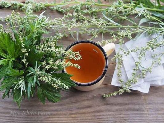 Ngải cứu - Thần dược của phụ nữ