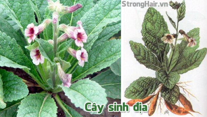 Công dụng của cây sinh địa với cơ thể