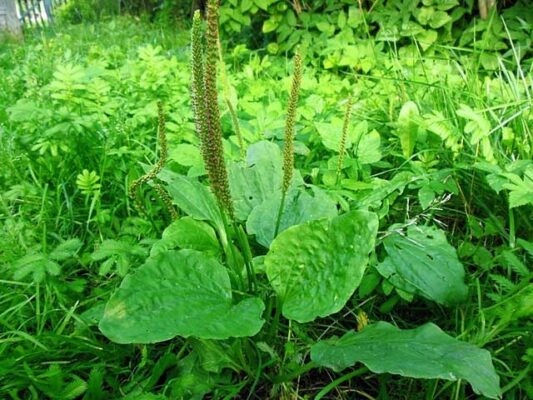 Cây mã đề và những lợi ích sức khỏe